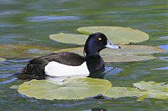 Tufted Duck